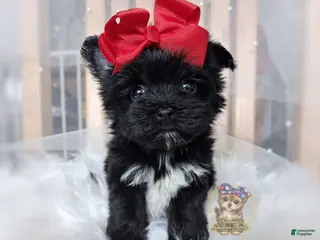 Morkie dogs Korean Te Kā - Ad 9