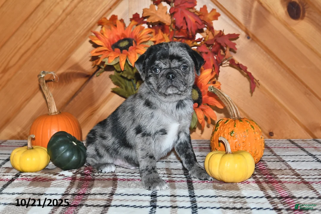 Gallery Image {{count}}