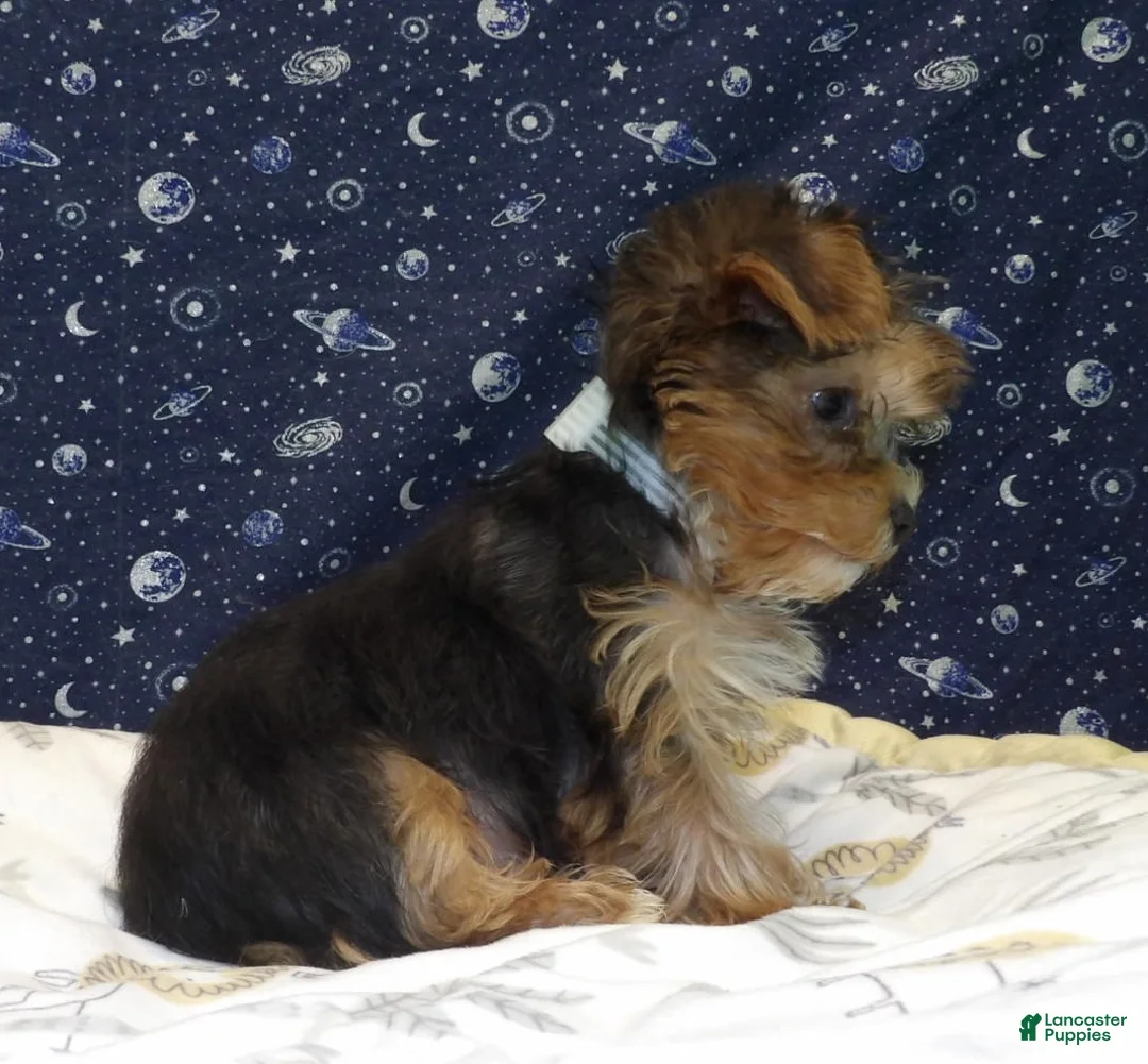 Yorkshire Terrier dogs for sale: Aladdin - Ad 6