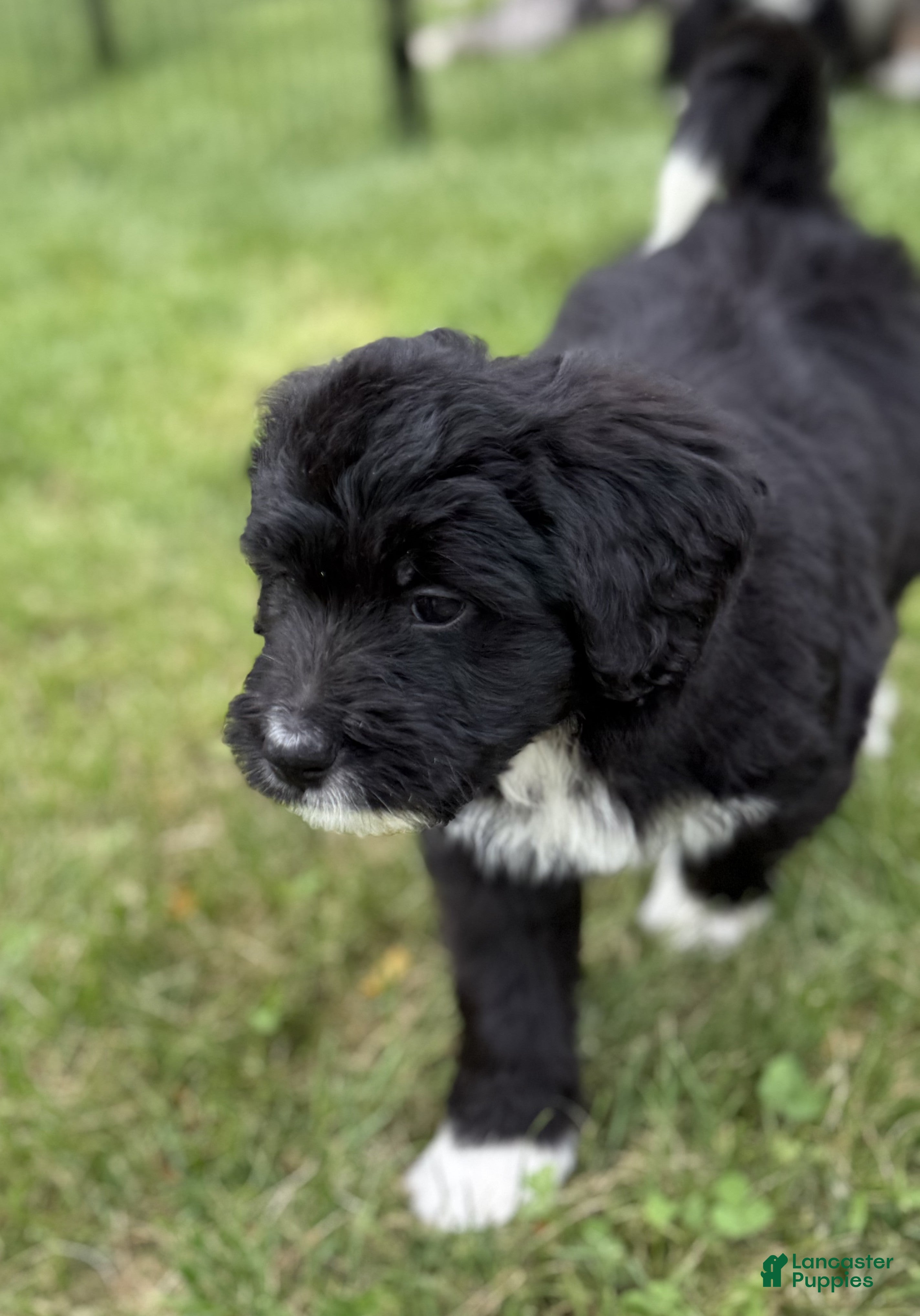 Bernedoodle dogs for sale: Chrissy - Ad 2