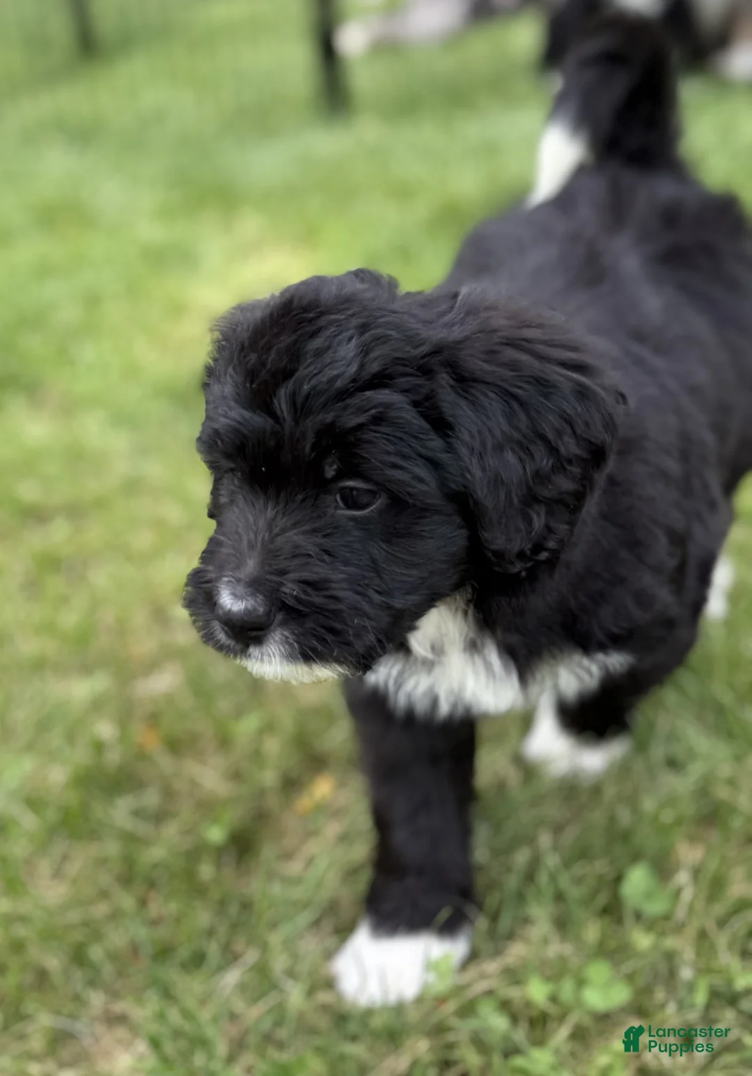 Bernedoodle dogs for sale: Chrissy - Ad 1