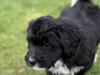 Bernedoodle dogs Chrissy - Ad 7