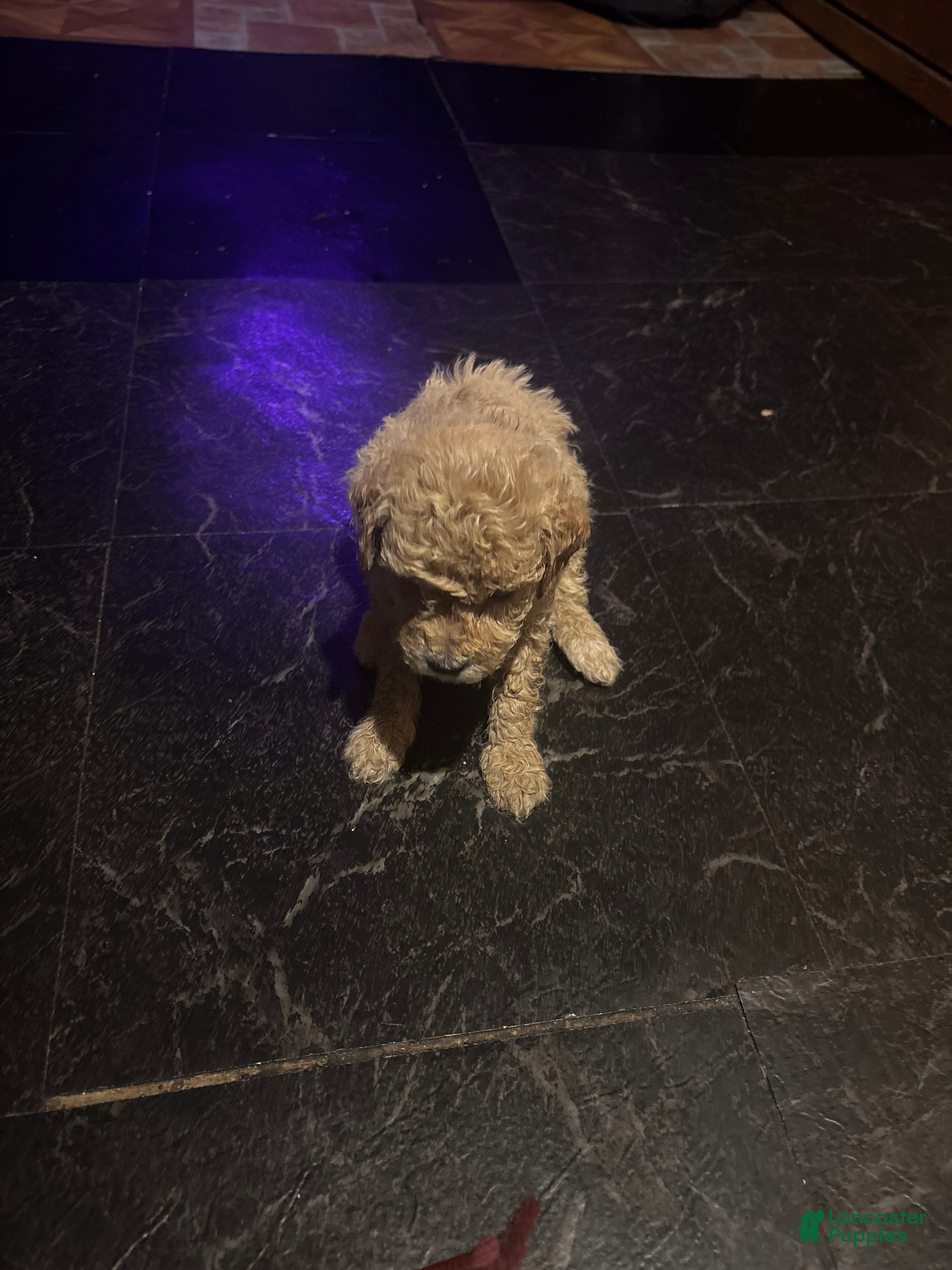 Mini Goldendoodle dogs for sale: Mar mar - Ad 3