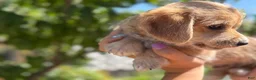Mixed Breed dogs for sale: Miranda - Ad 7