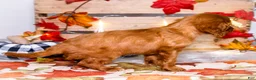 Cavalier King Charles Spaniel dogs for sale: Jojo - Ad 3