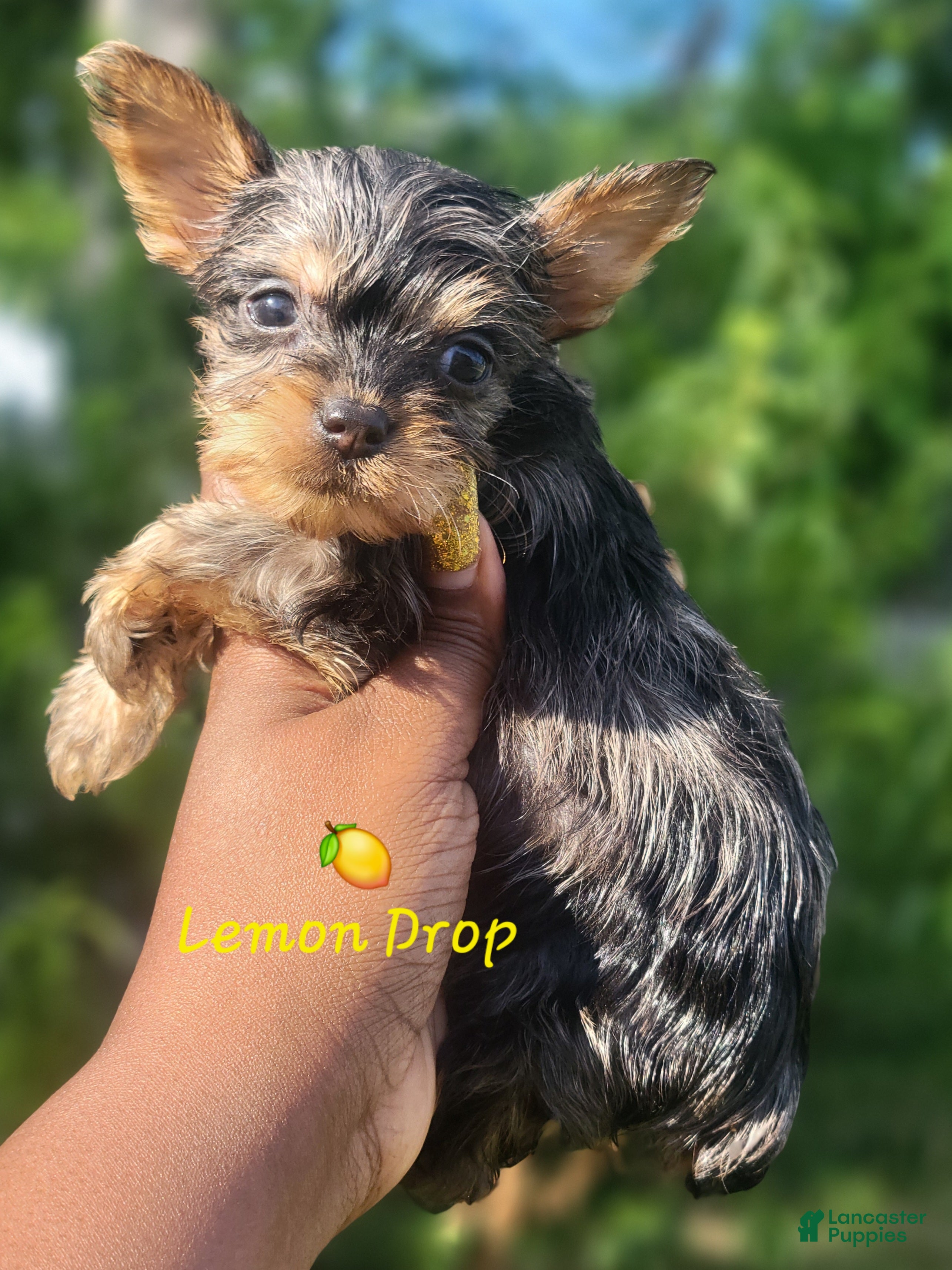 Yorkshire Terrier dogs Traditional Merle Female  - Ad 26