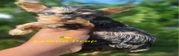 Yorkshire Terrier dogs for sale: Traditional Merle Female  - Ad 1