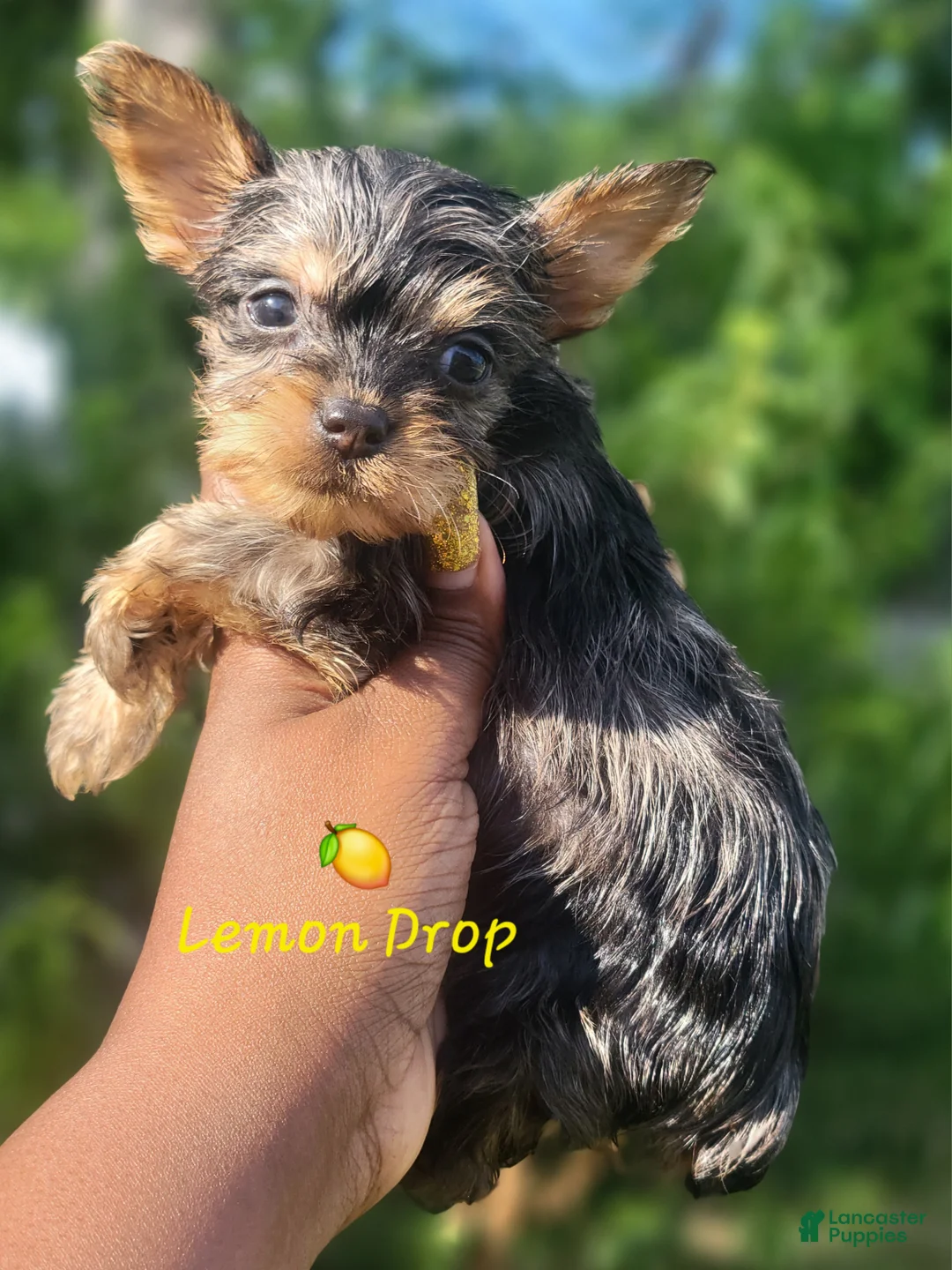 Yorkshire Terrier dogs for sale: Traditional Merle Female  - Ad 1