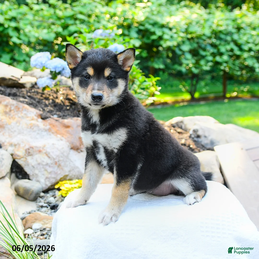 Shiba Inu dogs for sale: Katherine - Ad 6