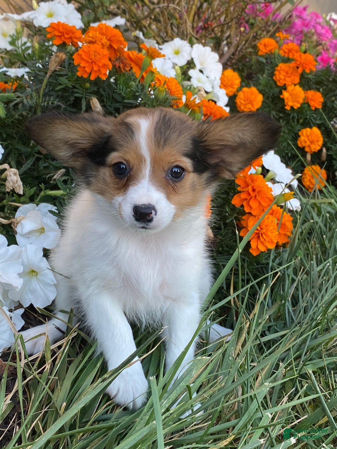 Papillon dogs for sale: Rosie - Ad 2