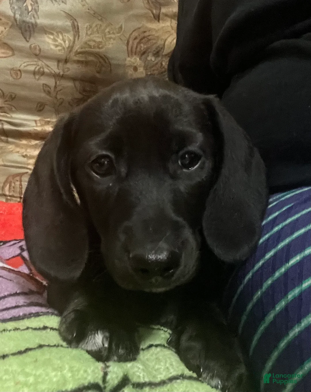 Miniature Dachshund dogs for sale: Miniature Dachshund Puppy 1 - Ad 2