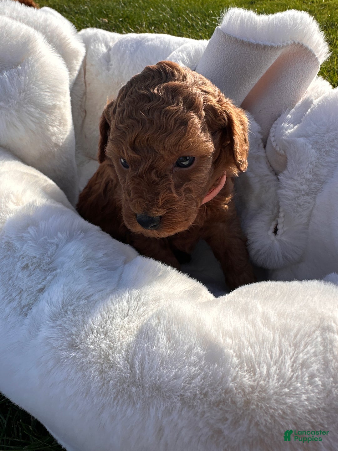 Toy Poodle dogs for sale: Buddy - Ad 9