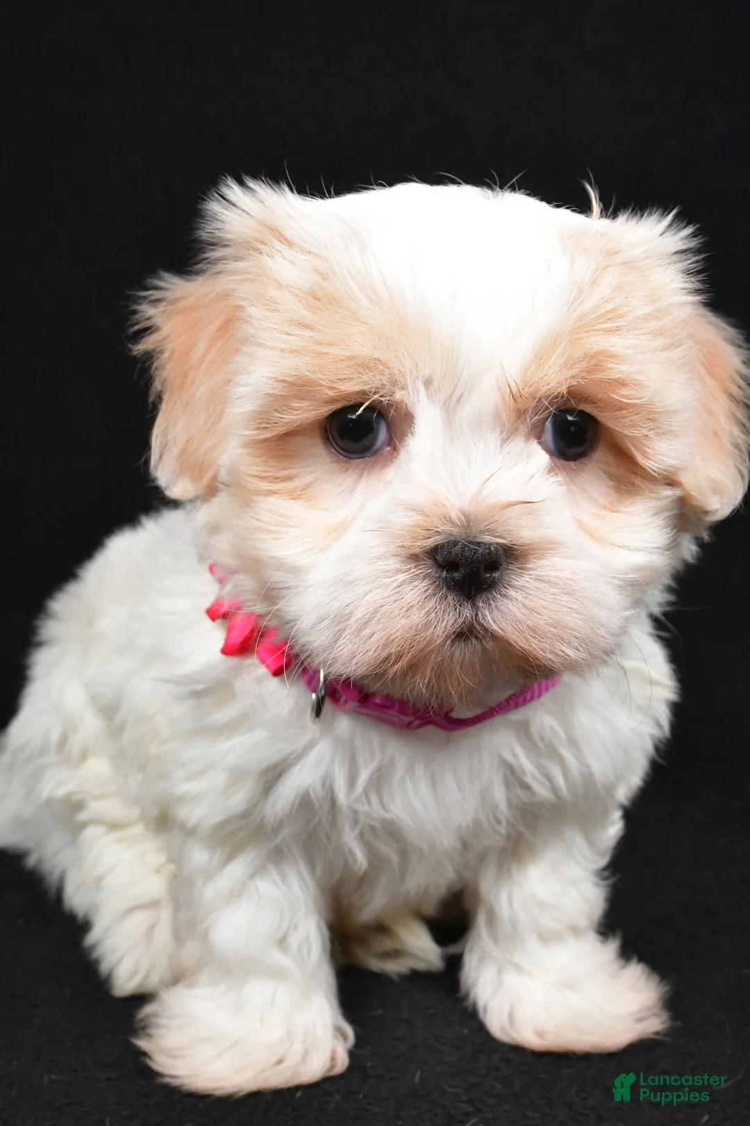 Havanese dogs for sale: Lucy - Ad 7