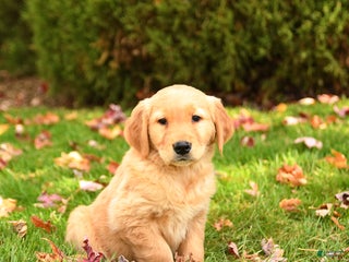 Golden Retriever dogs - Ad 36