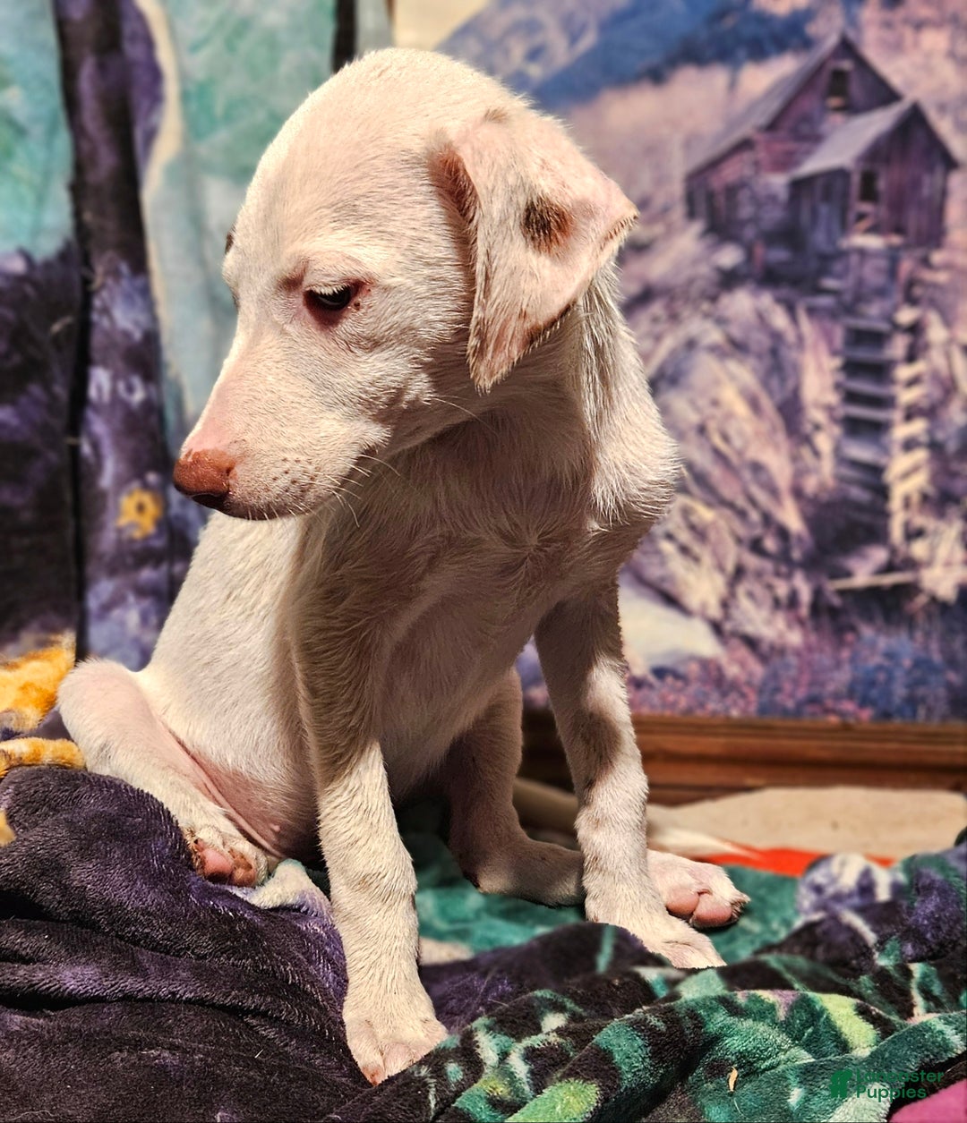 Border Collie dogs for sale: Hissy - Ad 6