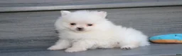 Pomeranian dogs for sale: Mochi - Ad 29