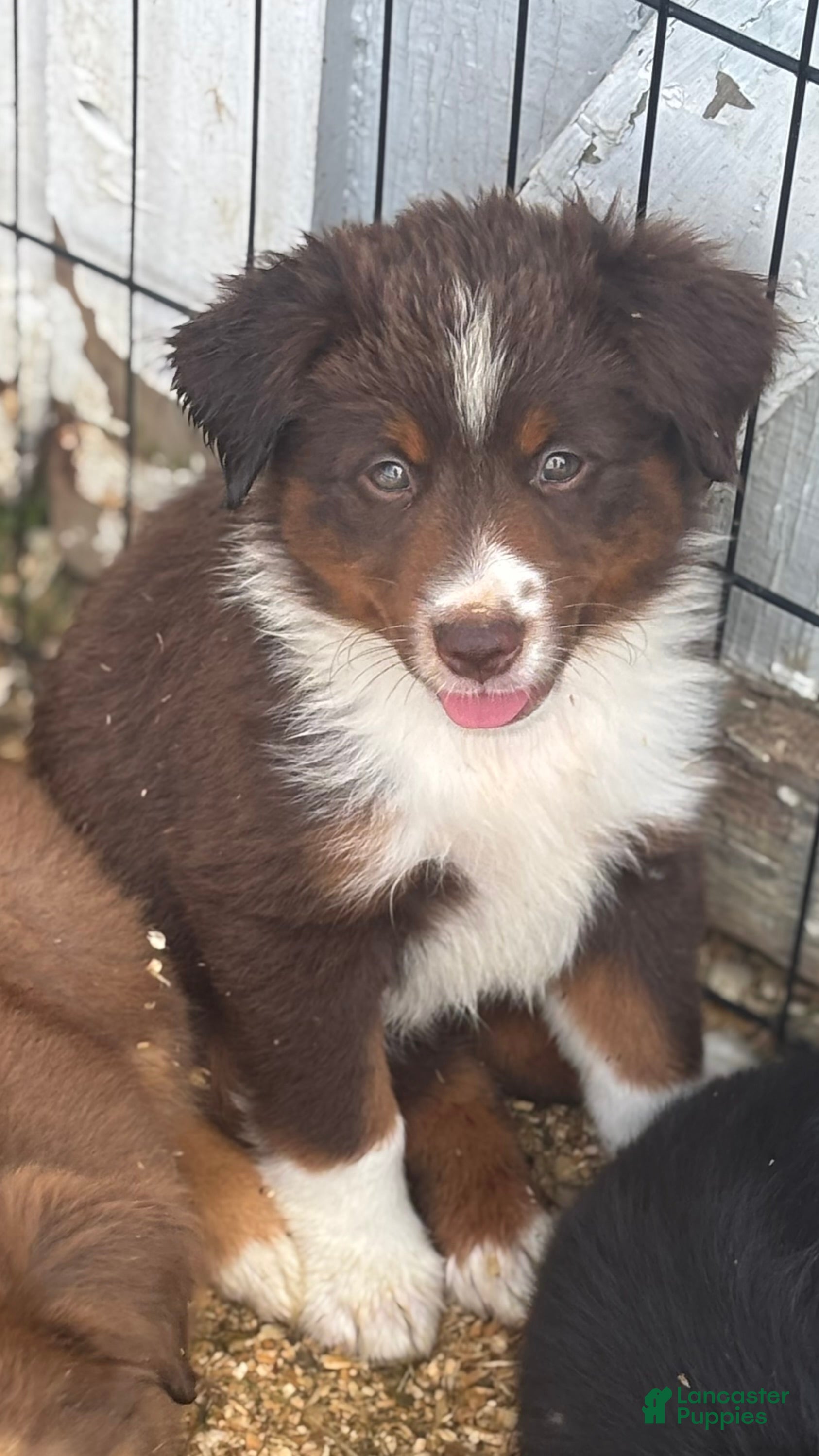 Miniature Australian Shepherd dogs #3 Lily - Ad 1
