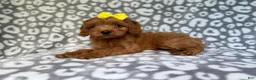 Cavapoo dogs for sale: Molly - Ad 9