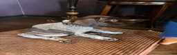 German Shorthaired Pointer dogs for sale: German Shorthaired Pointer Puppy 1 - Ad 3
