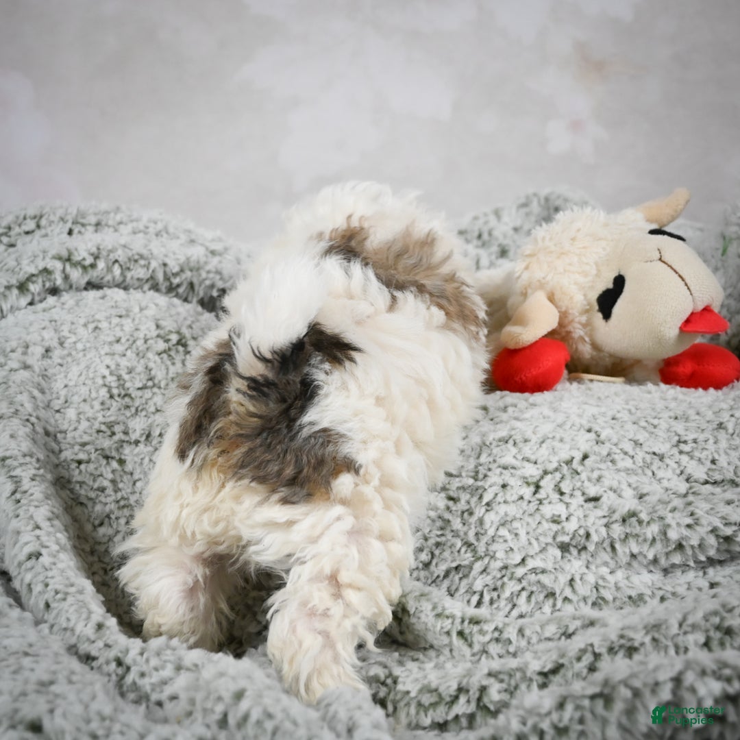 Bichpoo dogs for sale: Brady - Ad 9