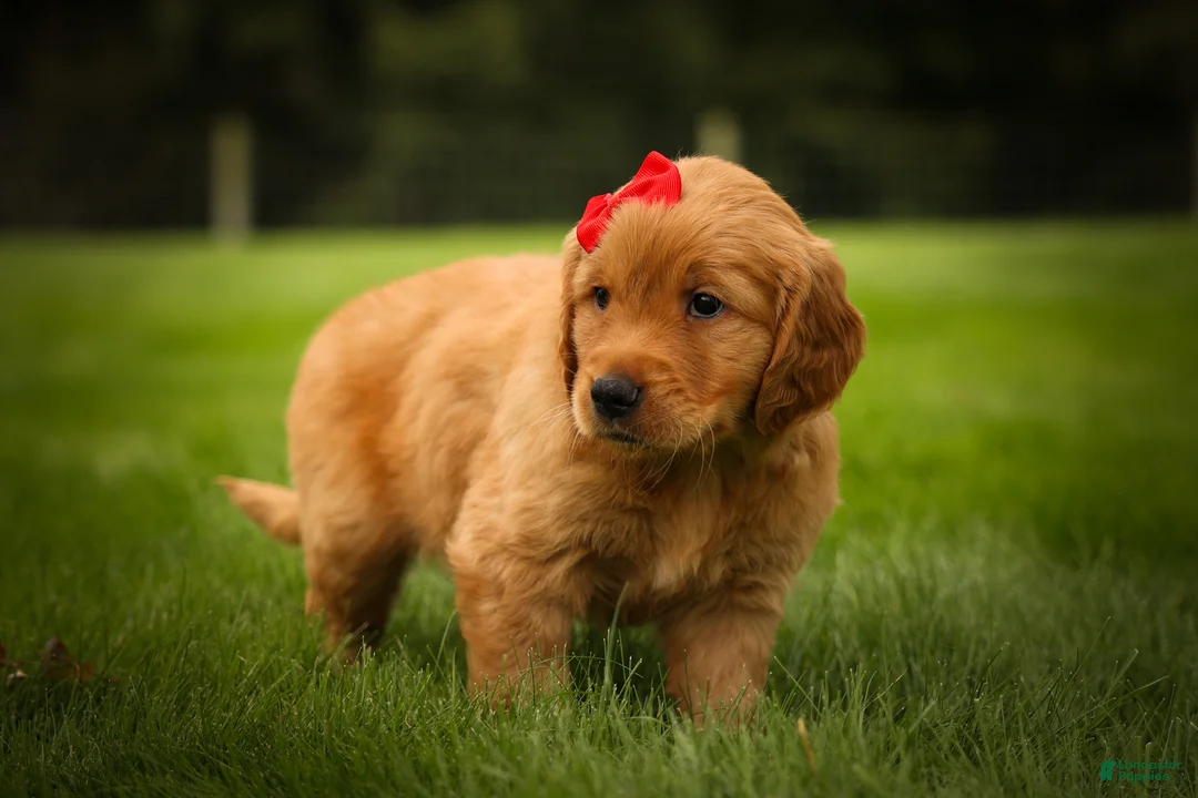 Golden Retriever dogs for sale: Hunter💙 - Ad 2