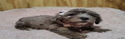 Yorkshire Terrier dogs for sale: Yorkshire Terrier 2 - Ad 1