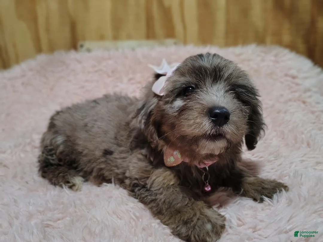 Yorkshire Terrier dogs for sale: Yorkshire Terrier 2 - Ad 1