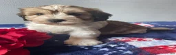 Havapoo dogs for sale: Benson - Ad 3