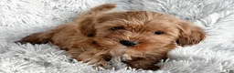 Cavapoo dogs for sale: Theo - Ad 4