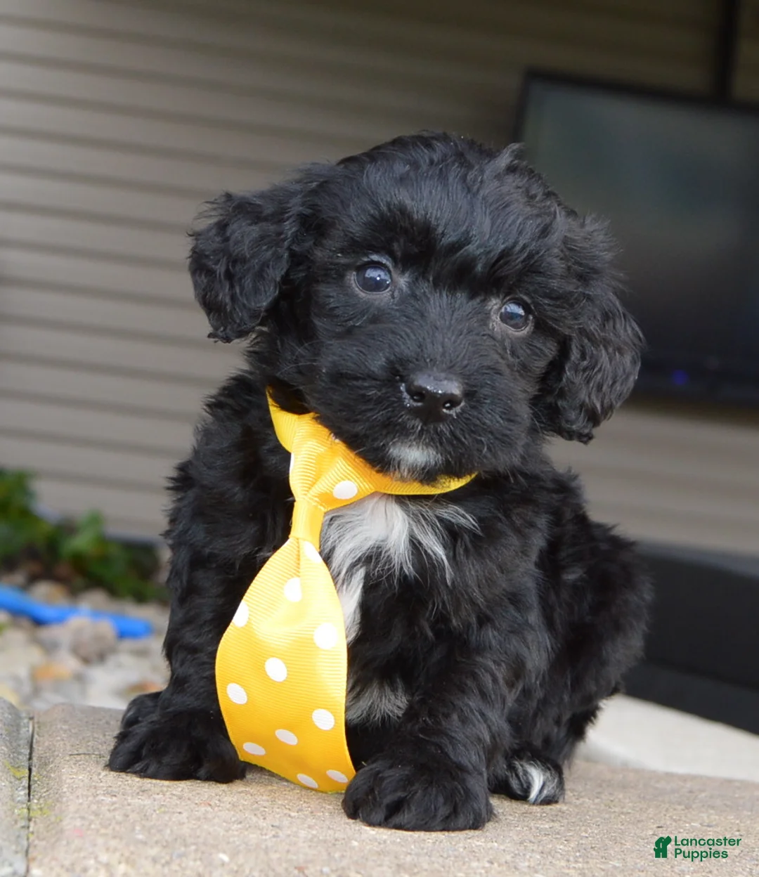 Mini Bernedoodle dogs for sale: Mini Baxter - Ad 2