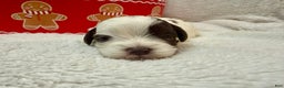Shihpoo dogs for sale: Oliver  - Ad 4