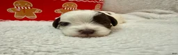 Shihpoo dogs for sale: Oliver  - Ad 5