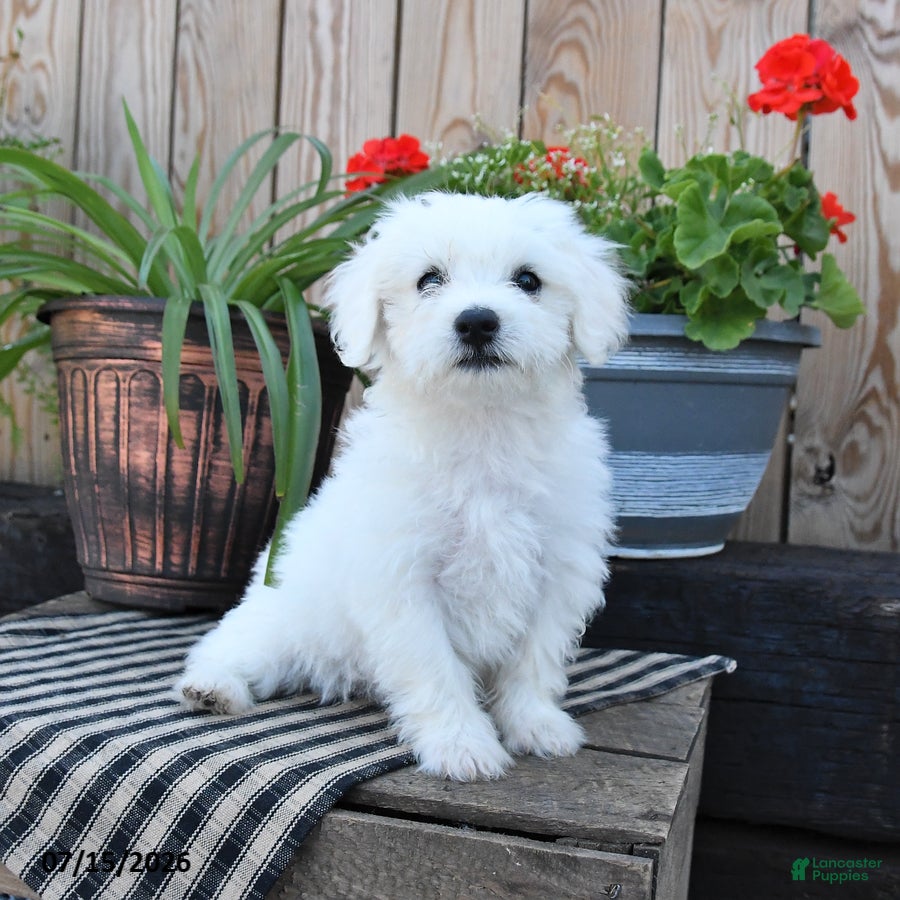 Mixed Breed dogs Emilia - Ad 2