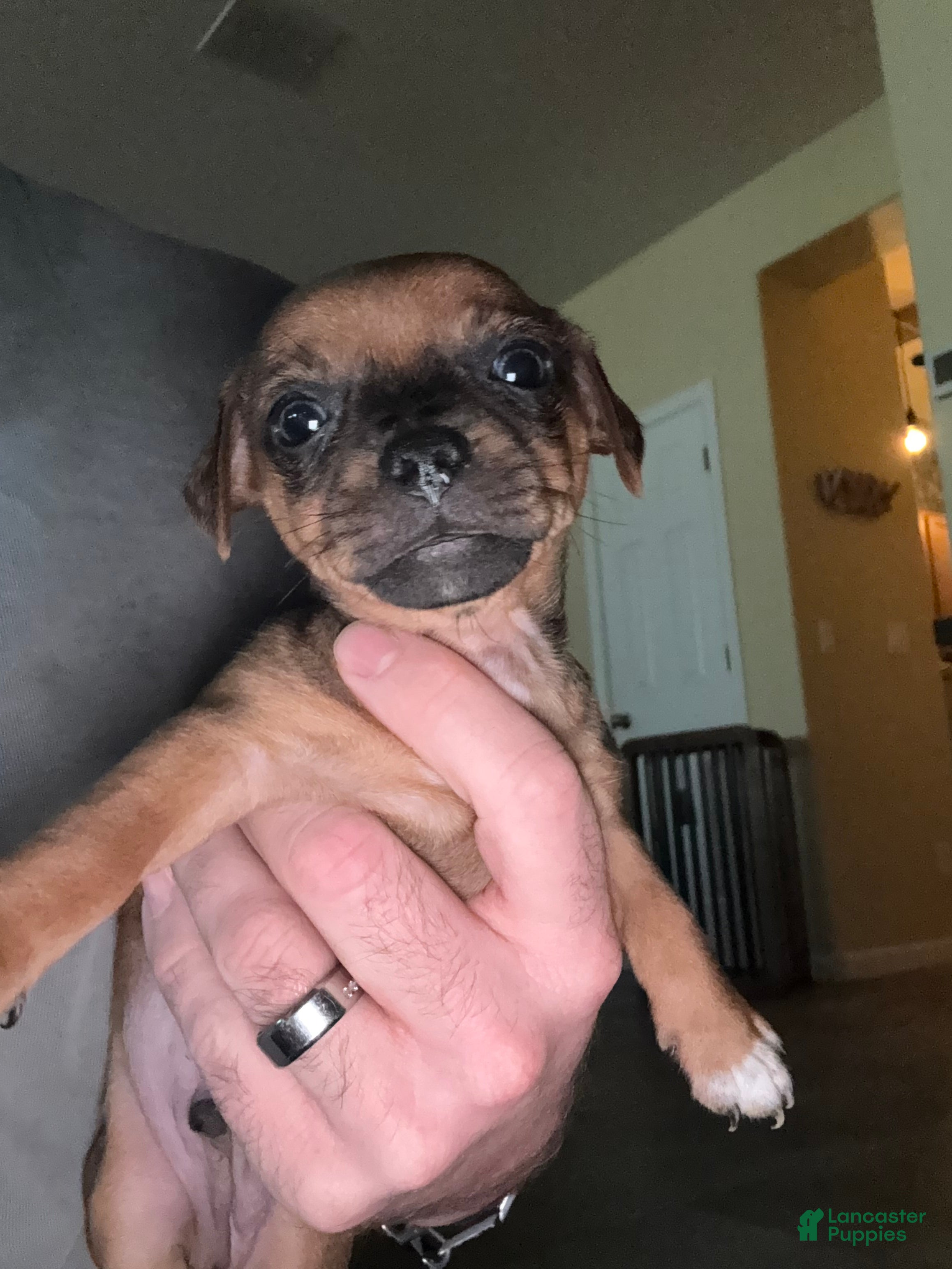 Chihuahua dogs Chihuahua Puppy 2 - Ad 5