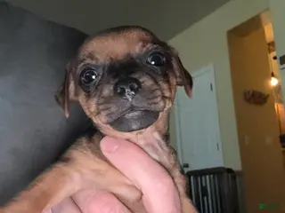 Chihuahua dogs Chihuahua Puppy 2 - Ad 5