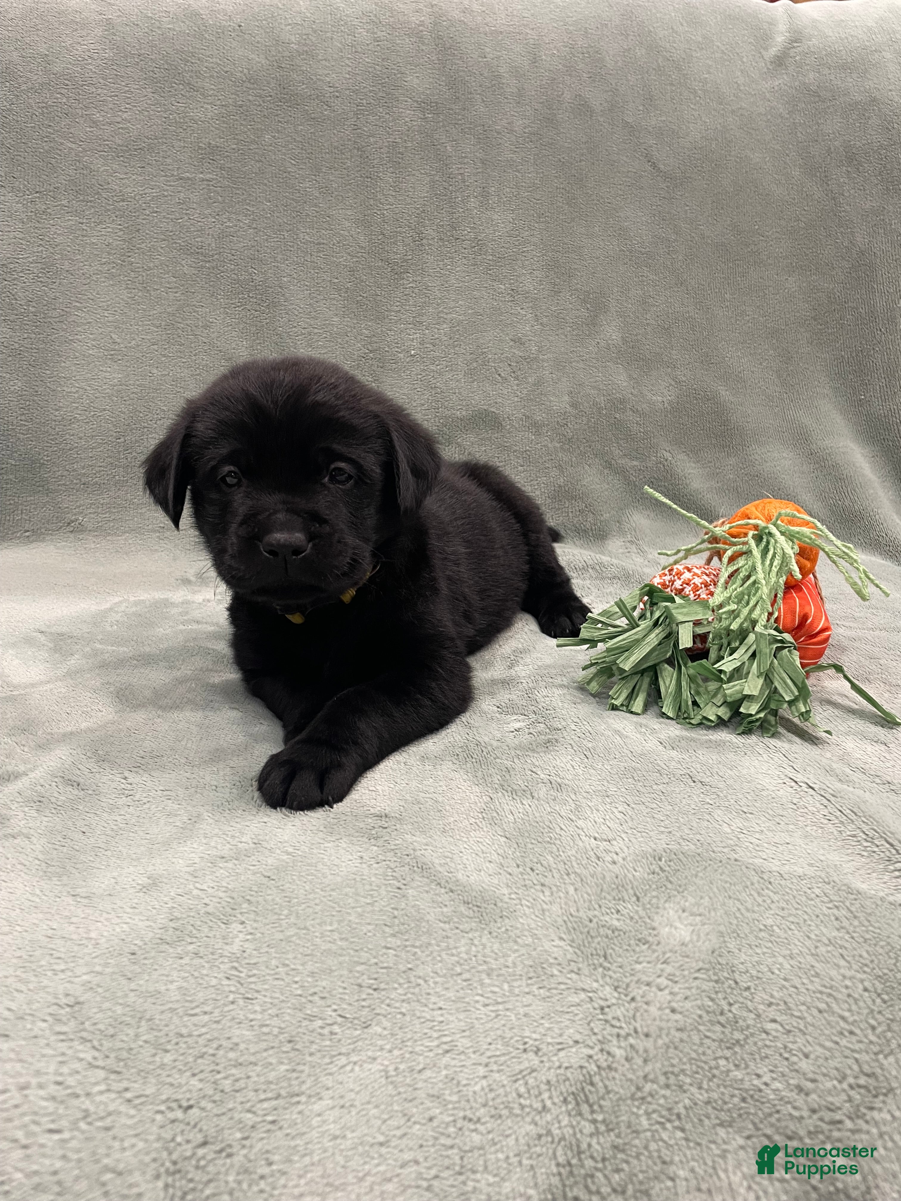 Labrador Retriever dogs Labrador Retriever Collar Yellow  - Ad 1