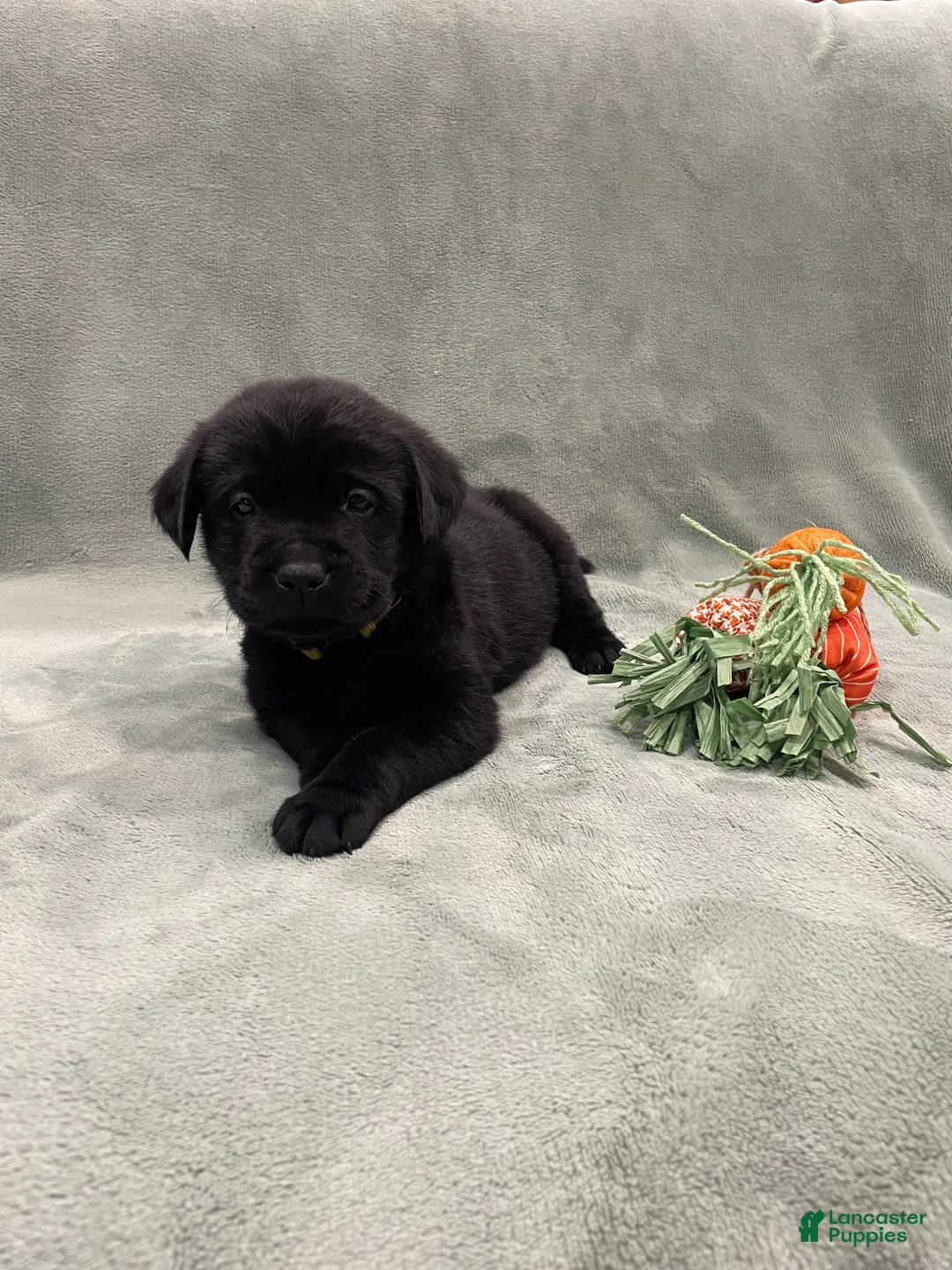 Labrador Retriever dogs for sale: Labrador Retriever Collar Yellow  - Ad 1