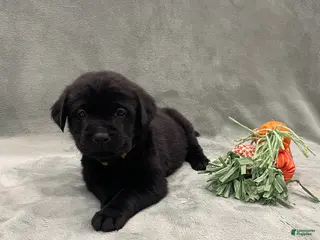 Labrador Retriever dogs for sale: Labrador Retriever Collar Yellow - Ad 4