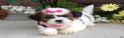 Teddy Bear dogs for sale: Daisy - Ad 7