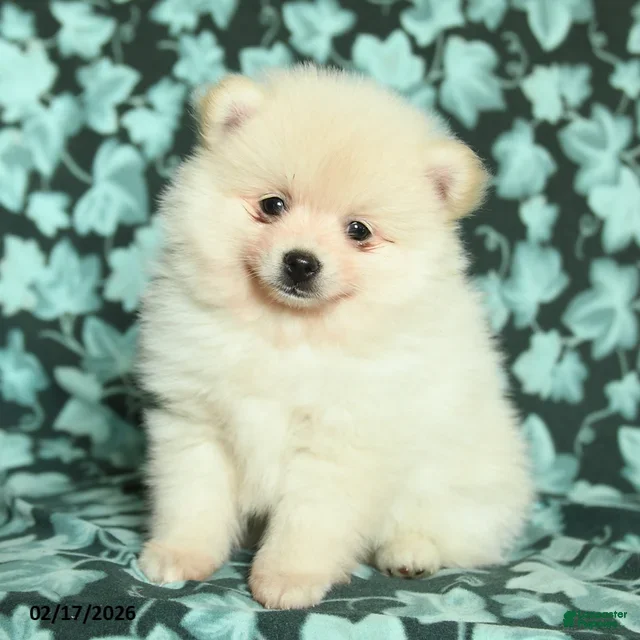 Pomeranian dogs Paco - Ad 34