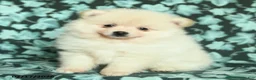Pomeranian dogs for sale: Paco - Ad 1