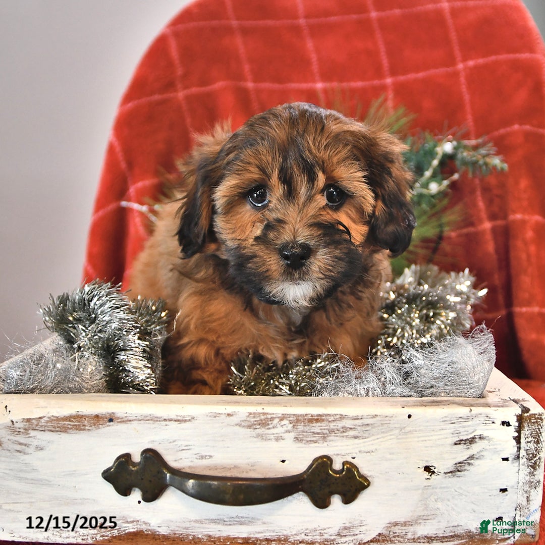 Shihpoo dogs for sale: Star - Ad 3
