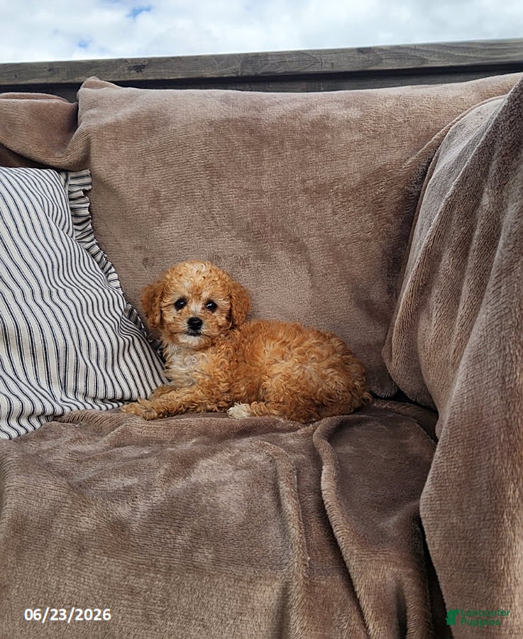 Toy Poodle dogs Penny - Ad 2
