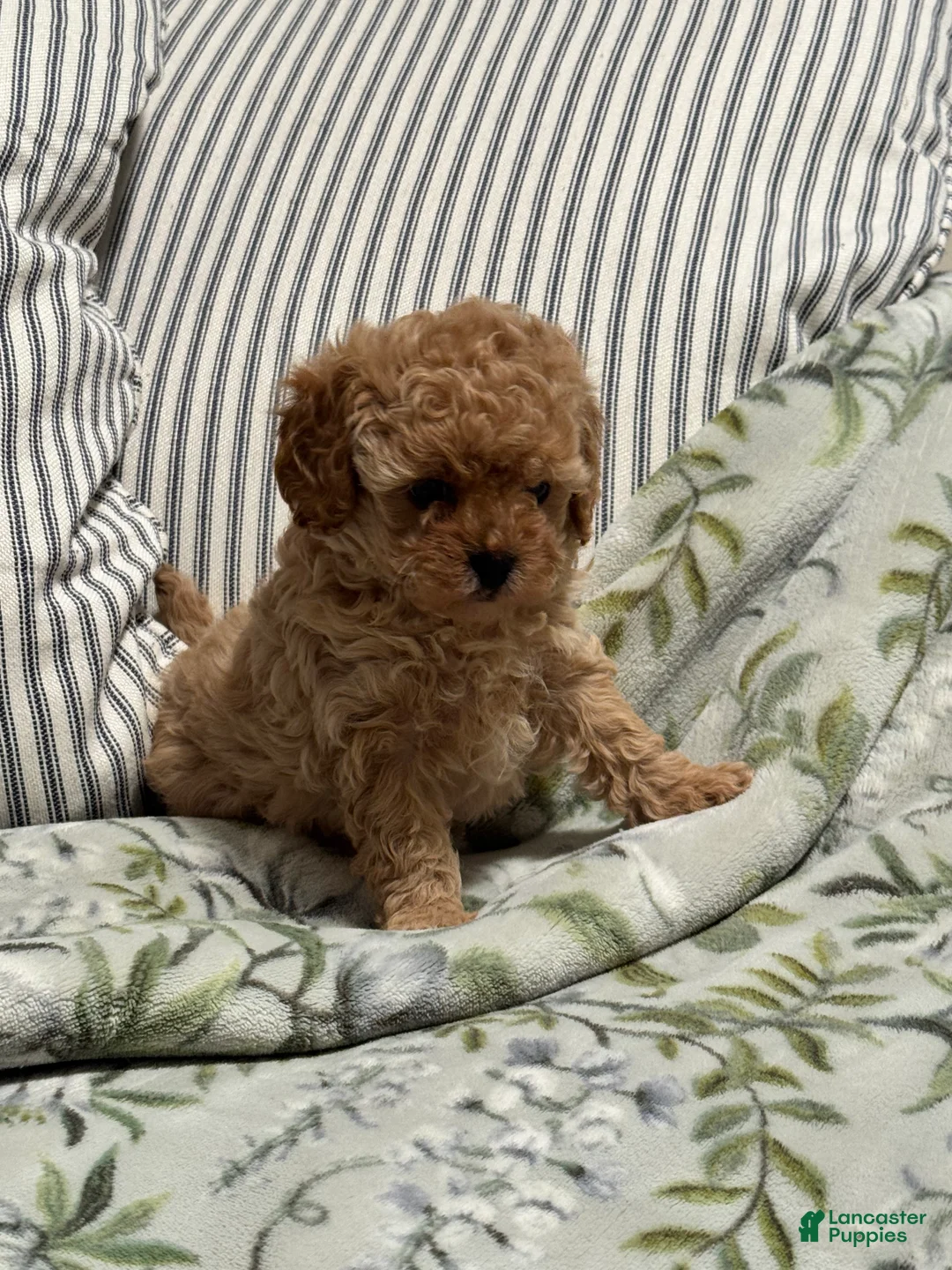Cavapoo dogs for sale: Cami - Ad 8
