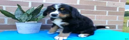 Bernese Mountain Dog dogs for sale: Trinity - Ad 10