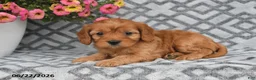 Cavapoo dogs for sale: Tilly - Ad 10