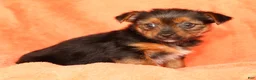 Yorkshire Terrier dogs for sale: Vivian - Ad 8