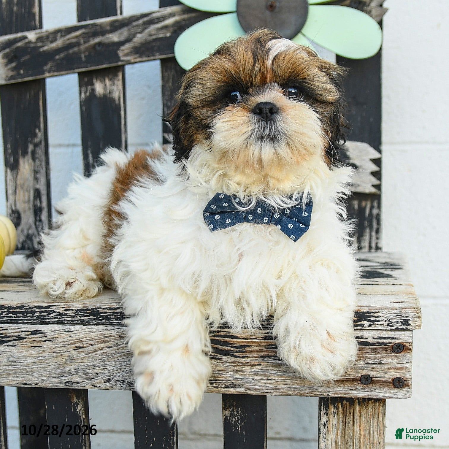 Shih Tzu dogs for sale: Miles - Ad 2