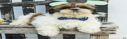 Shih Tzu dogs for sale: Miles - Ad 2