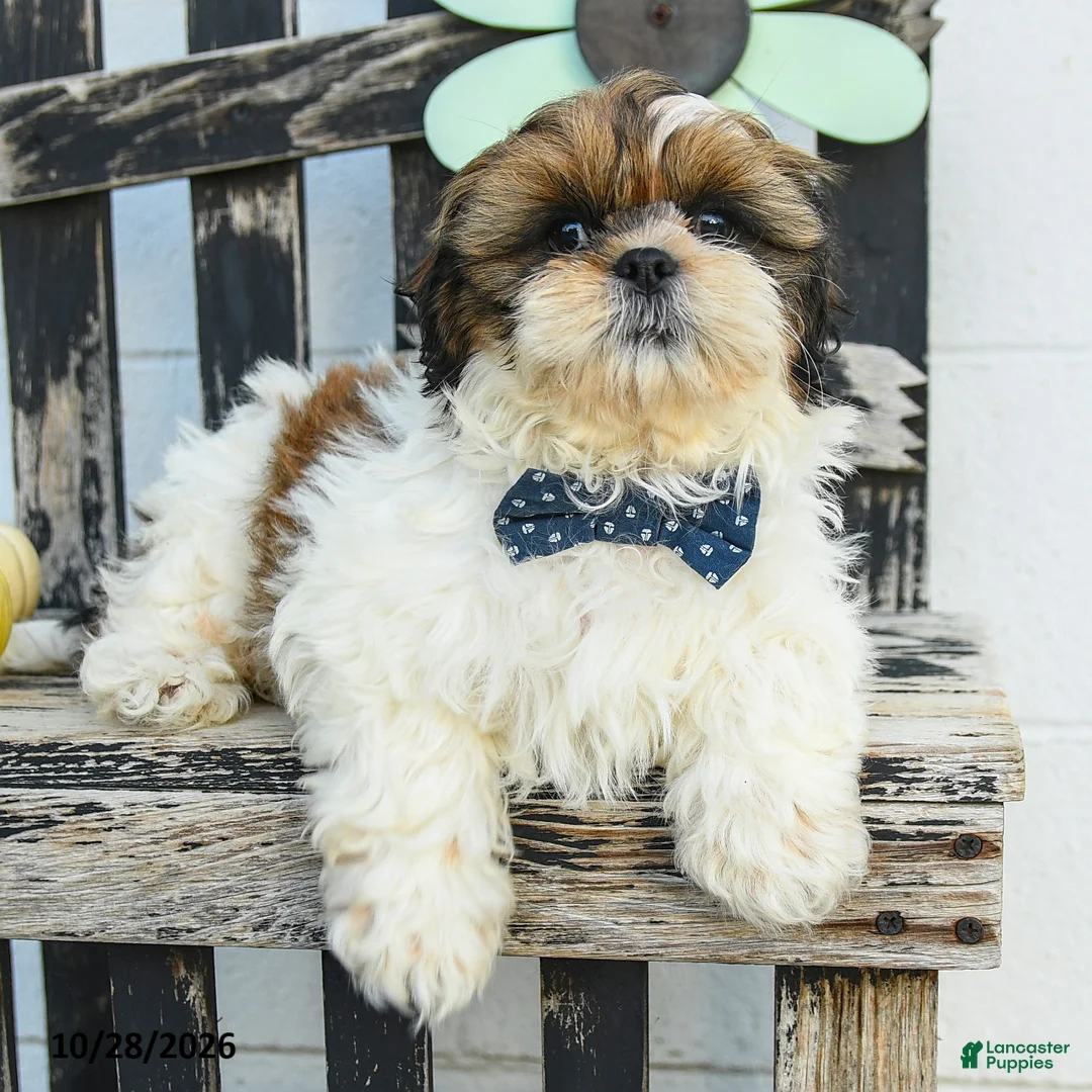 Shih Tzu dogs for sale: Miles - Ad 2